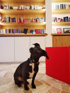 Bistrot pet friendly a Milano, Incipit23 Bistrot Letterario